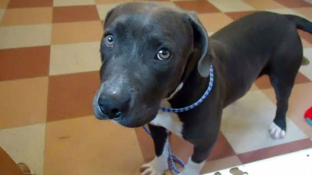 Barbie, a 4-month-old pit bull, is seen in an undated photo provided to CBS San Francisco. 