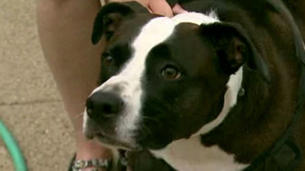 ​A 3-year-old pit bull mix retrieved part of a hand that a man lost in a fireworks explosion in Chicago on June 30, 2016. 