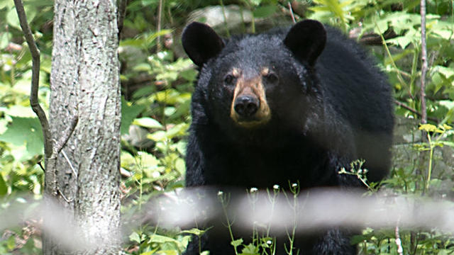 black-bear-generic-photo-credit-should-read-karen-bleier-afp-gettyimages.jpg 