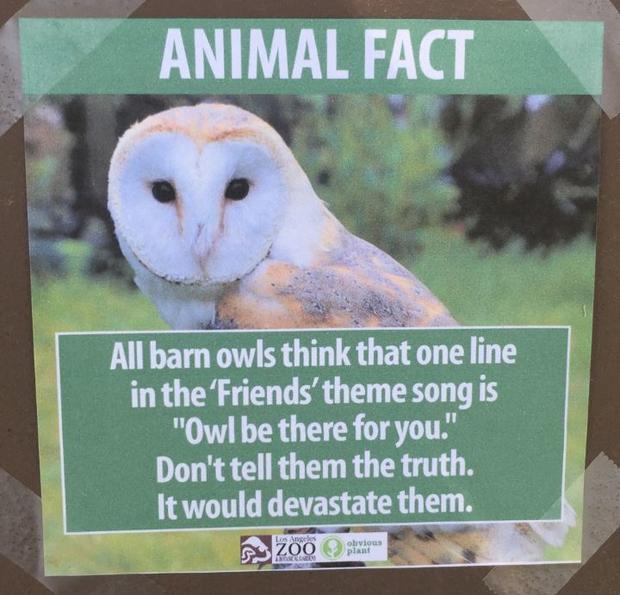 owls 