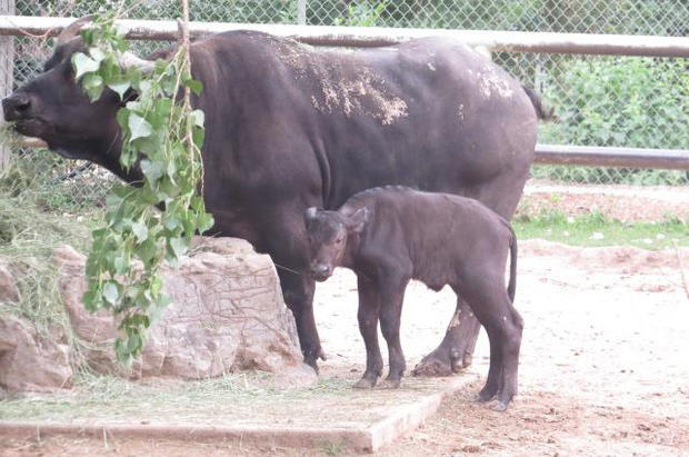 puddle the cape buffalo 2 (denver zoo FB) 