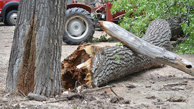 tree-fall-nebraska.jpg 