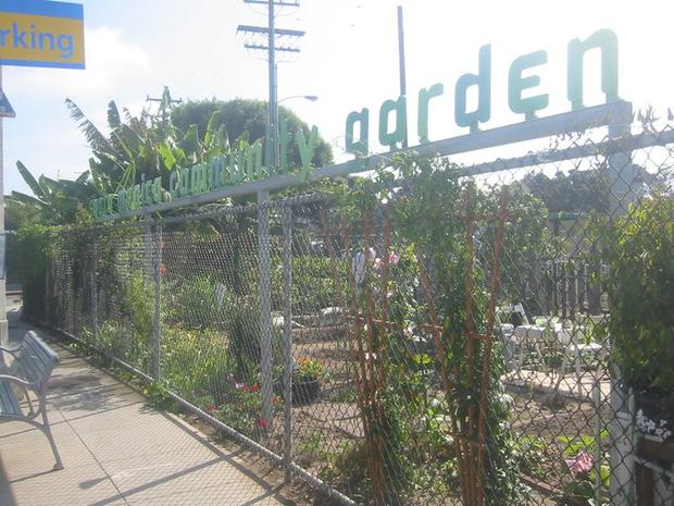 santa monica community garden 