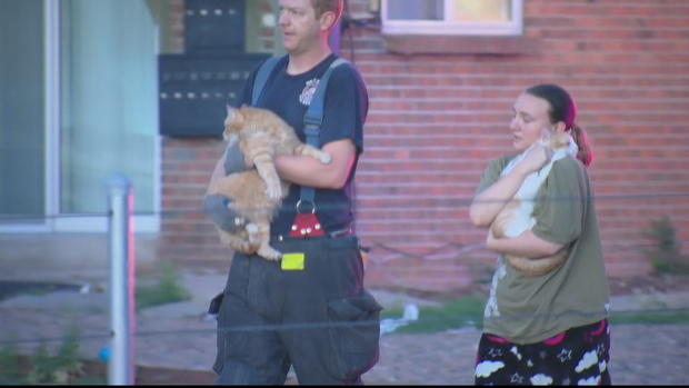 cats rescued apt fire 