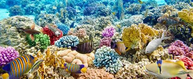 coral reef 610 