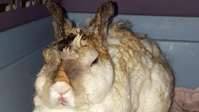 Authorities say a pet rabbit recovered by animal control officers in North Port, Florida, on June 12, 2016, was intentionally set on fire. 