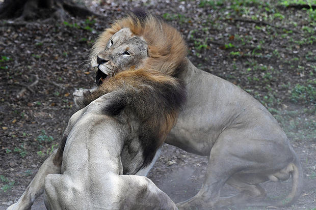 lions-fighting-3-by-ron-magill.jpg 