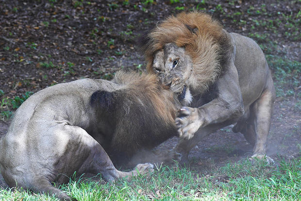 lions-fighting-2-by-ron-magill.jpg 