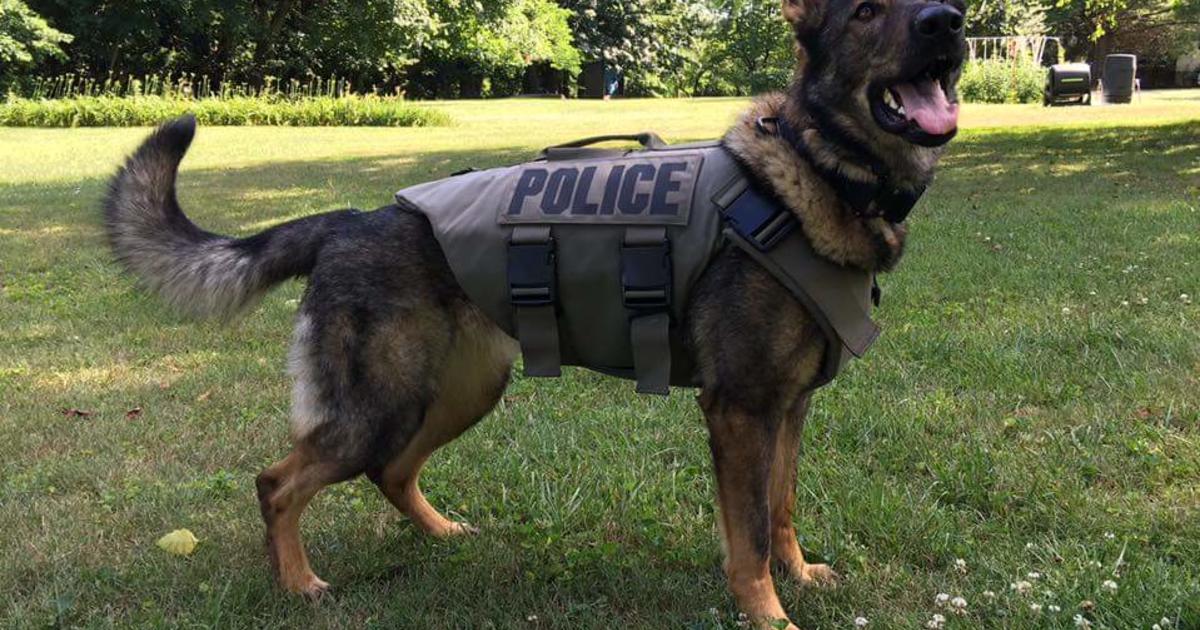 K9 Bullet Proof Vests Prioritizing the Safety of Our Police Dogs  Bradys  K9 Fund