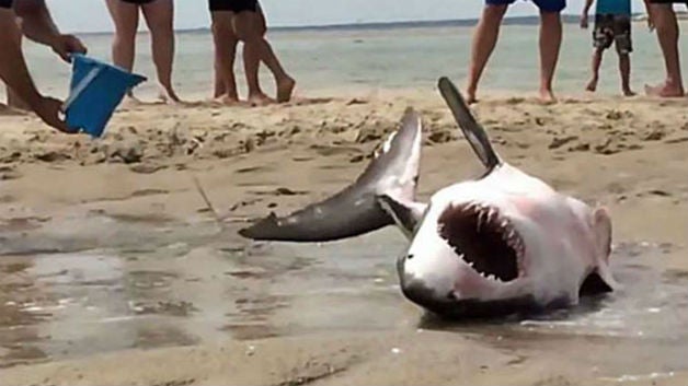 Shark attacks (WARNING: GRAPHIC IMAGES)