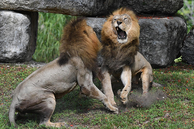 lions-fighting-4-by-ron-magill.jpg 