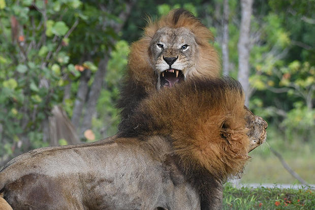 lions-fighting-7-by-ron-magill.jpg 
