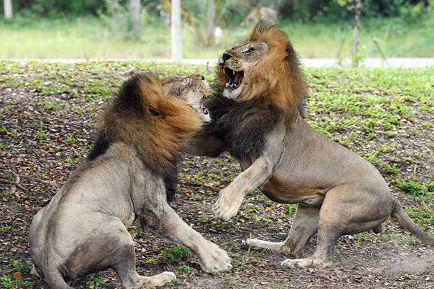 lions-fighting-6-by-ron-magill.jpg 