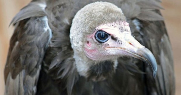 Vulture causes motorcycle crash, killing married couple in Medicine