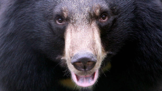 A black bear looks up from its pen at the Moon Bear Rescue Centre on Sept. 9, 2006, in Chengdu of Sichuan Province, China. 