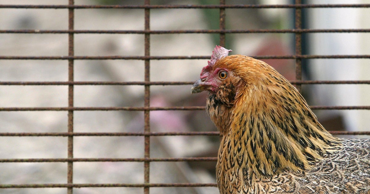 Backyard chicken trend turns deadly CBS News