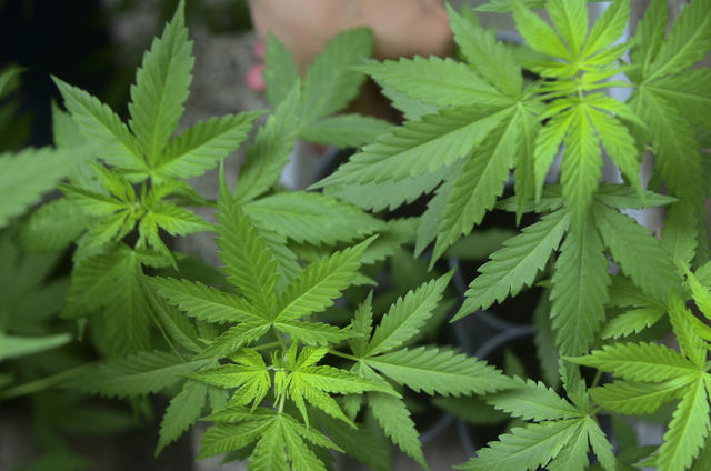 Synthetic marijuana use down, but real pot use up among teens - CBS News