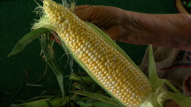 sweet-corn-2.jpg 