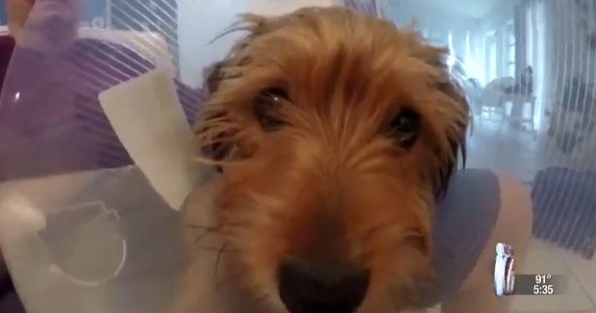 Yorkshire Terrier survives stabbing attack during Florida home invasion ...