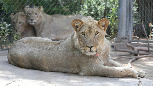 zoo-lions-1-from-denver-zoo.jpg 
