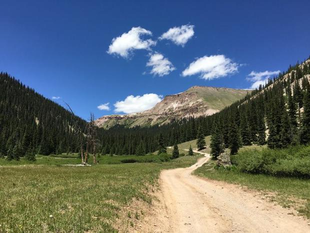 uncompahgre wilderness forest 