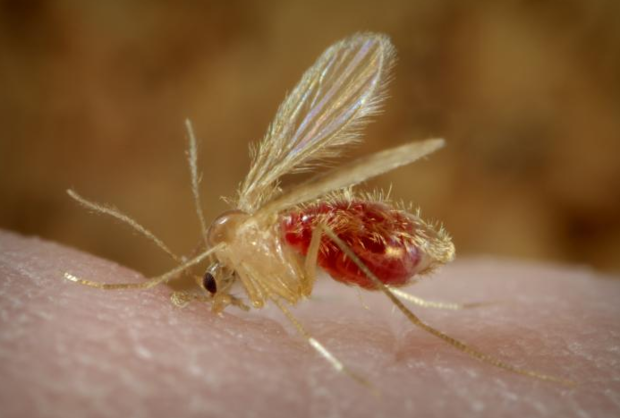 cdc-image-phlebotomus-papatasi-sand-fly.png 