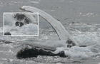 whales-rescue-seal-01-inset.jpg 
