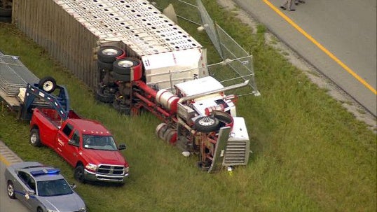 ​A cattle truck overturned on Interstate 71 in Henry County, Kentucky, on Aug. 4, 2016. 