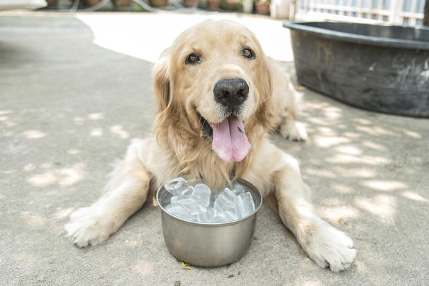 dog water bowl 