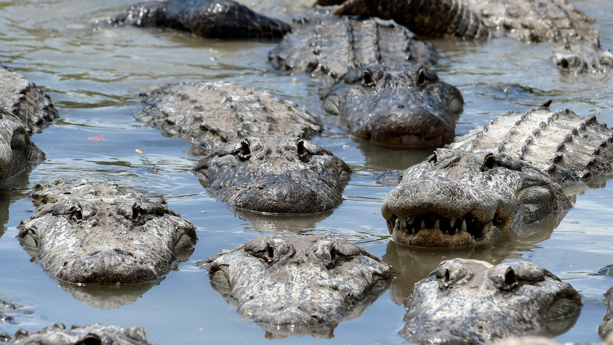 Florida man allegedly stabs alligator to death, tries to sell the meat