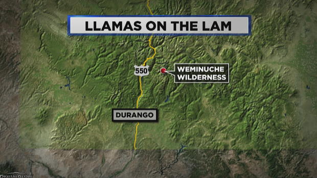 Llamas On The Lam MAP 