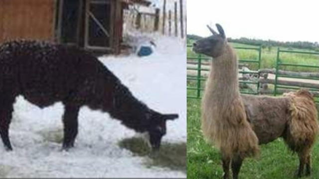 llamas-on-the-lam.jpg 