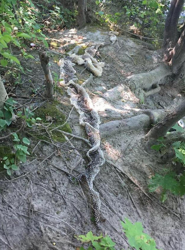 Maine Snake Skin 