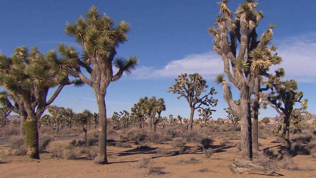 joshua-tree-national-park-view-promo.jpg 