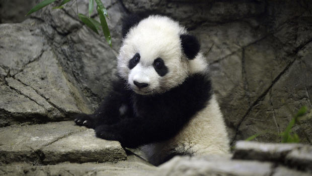 Giant panda Bei Bei turns one 