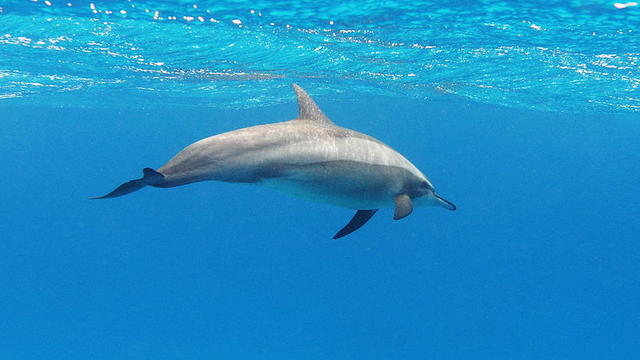 a_spinner_dolphin_in_the_red_sea.jpg 