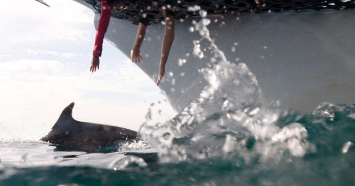 Feds Want To Ban Swimming With Dolphins In Hawaii Cbs Philadelphia
