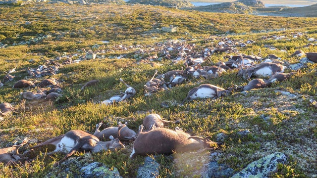 reindeer-2016-08-29t134141z-1824761308-s1aetyfubdab-rtrmadp-3-norway-lightning-reindeer-death.jpg 