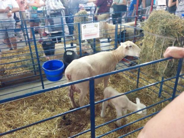 State Fair Sheep 