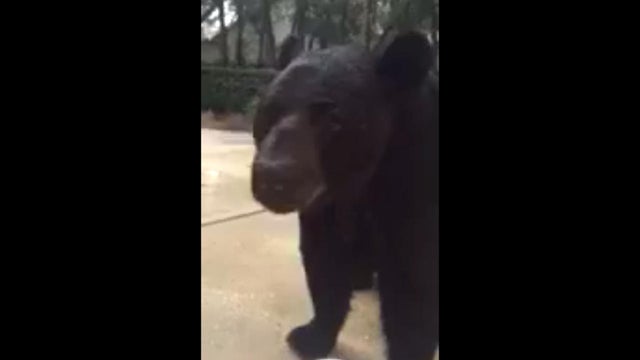 A bear gets up close and personal with a woman in Longwood, Florida, in a cellphone video released by the Florida Fish and Wildlife Conservation Commission on Aug. 30, 2016. 