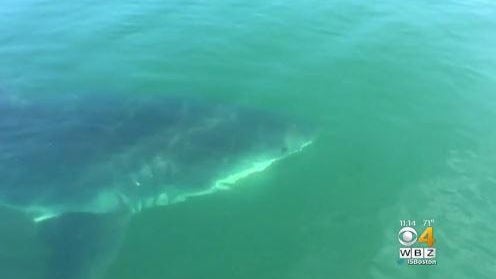 greatwhite.jpg 