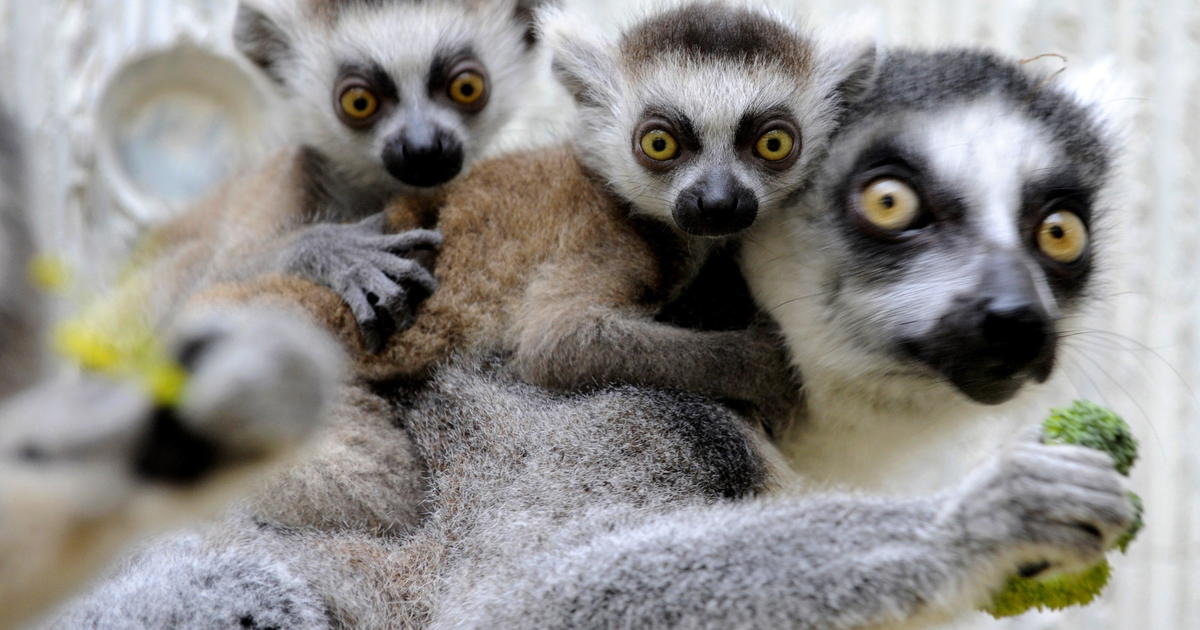 Extinction of lemurs would have huge implications for humans, scientists say