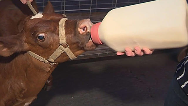 calf-bottle-feeding.jpg 