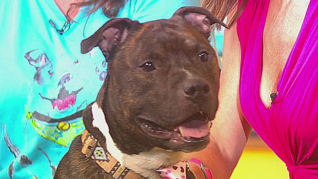 pet parade pittie love rescue pit bull 