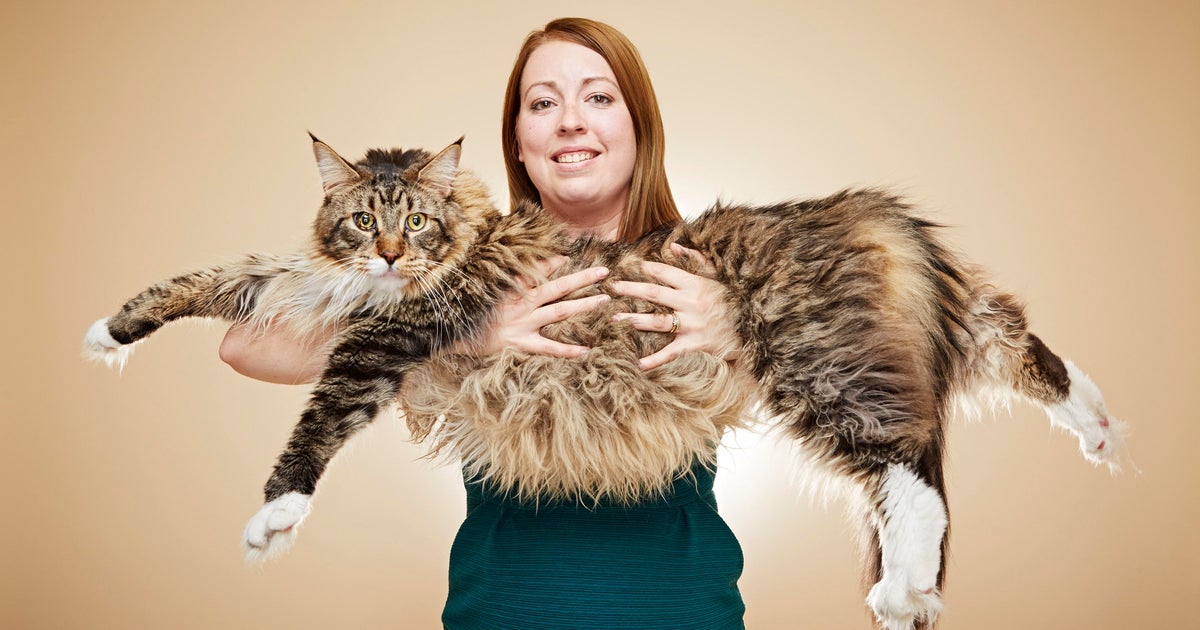 Guinness World Records Smallest Cat