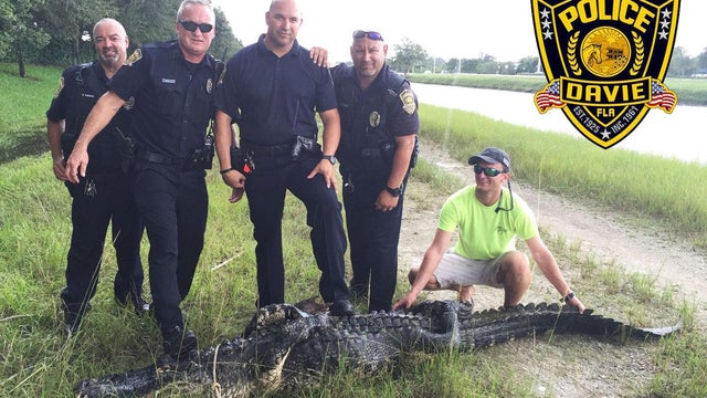 Davie police officers stand with a large alligator that was caught in Florida on Sept. 7, 2016. 