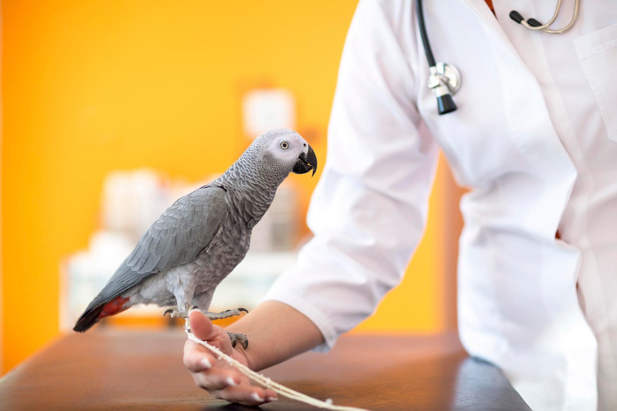 9-ways-to-get-cheap-or-free-vet-care-for-your-pet