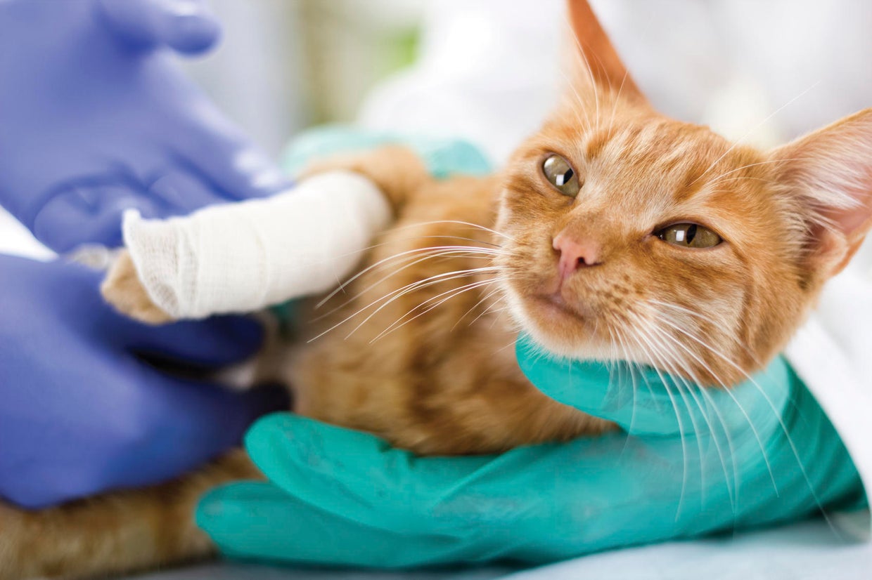 9 ways to get cheap or free vet care for your pet