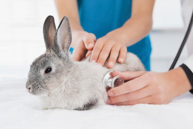 Rabbit clinic near me sales