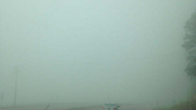 conifer-fog-3.jpg 